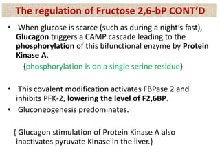 • When glucose is scarce (such as during a night’s fast),
Glucagon triggers a CAMP cascade leading to the
phosphorylation of this bifunctional enzyme by Protein
Kinase A.
{phosphorylation is on a single serine residue}
• This covalent modification activates FBPase 2 and
inhibits PFK-2, lowering the level of F2,6BP.
• Gluconeogenesis predominates.
{ Glucagon stimulation of Protein Kinase A also
inactivates pyruvate Kinase in the liver.}
The regulation of Fructose 2,6-bP CONT’D
 