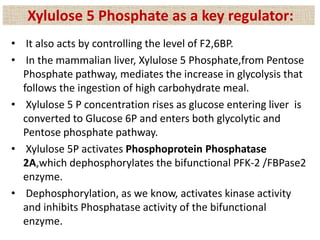 • It also acts by controlling the level of F2,6BP.
• In the mammalian liver, Xylulose 5 Phosphate,from Pentose
Phosphate pathway, mediates the increase in glycolysis that
follows the ingestion of high carbohydrate meal.
• Xylulose 5 P concentration rises as glucose entering liver is
converted to Glucose 6P and enters both glycolytic and
Pentose phosphate pathway.
• Xylulose 5P activates Phosphoprotein Phosphatase
2A,which dephosphorylates the bifunctional PFK-2 /FBPase2
enzyme.
• Dephosphorylation, as we know, activates kinase activity
and inhibits Phosphatase activity of the bifunctional
enzyme.
Xylulose 5 Phosphate as a key regulator:
 
