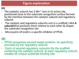 (A)
- The catalytic subunit has 2 Mn++ ions in its active site,
positioned close to the substrate-recognition surface formed
by the interface between the catalytic subunit and regulatory
subunit.
- The catalytic and regulatory subunits rest in a scaffold ( AKA A
subunit)that positions them relative to each other & shapes
the substrate-recognition site.
- Microcystin-LR (red) is a specific inhibitor of PP2A.
(B)
- PP2A recognizes several target proteins, its specificity
provided by the regulatory subunit.
- Each of several regulatory subunits fits the scaffold
containing the catalytic subunit ,& each regulatory subunit
creates its unique substrate binding site.
Figure explanation
 