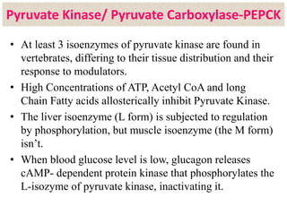 Pyruvate Kinase/ Pyruvate Carboxylase-PEPCK
• At least 3 isoenzymes of pyruvate kinase are found in
vertebrates, differing to their tissue distribution and their
response to modulators.
• High Concentrations of ATP, Acetyl CoA and long
Chain Fatty acids allosterically inhibit Pyruvate Kinase.
• The liver isoenzyme (L form) is subjected to regulation
by phosphorylation, but muscle isoenzyme (the M form)
isn’t.
• When blood glucose level is low, glucagon releases
cAMP- dependent protein kinase that phosphorylates the
L-isozyme of pyruvate kinase, inactivating it.
 