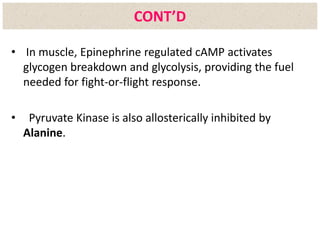 • In muscle, Epinephrine regulated cAMP activates
glycogen breakdown and glycolysis, providing the fuel
needed for fight-or-flight response.
• Pyruvate Kinase is also allosterically inhibited by
Alanine.
CONT’D
 