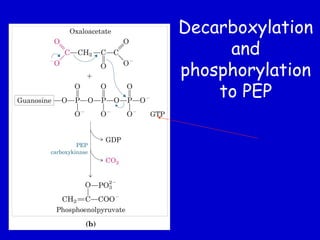 Decarboxylation
and
phosphorylation
to PEP
 