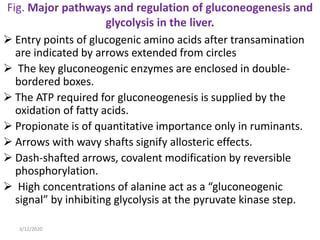 Fig. Major pathways and regulation of gluconeogenesis and
glycolysis in the liver.
 Entry points of glucogenic amino acids after transamination
are indicated by arrows extended from circles
 The key gluconeogenic enzymes are enclosed in double-
bordered boxes.
 The ATP required for gluconeogenesis is supplied by the
oxidation of fatty acids.
 Propionate is of quantitative importance only in ruminants.
 Arrows with wavy shafts signify allosteric effects.
 Dash-shafted arrows, covalent modification by reversible
phosphorylation.
 High concentrations of alanine act as a “gluconeogenic
signal” by inhibiting glycolysis at the pyruvate kinase step.
3/12/2020
 