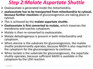 Step 2:Malate Aspartate Shuttle
 Oxaloacetate is generated inside the mitochondria.
 oxaloacetate has to be transported from mitochondria to cytosol,
because further reactions of gluconeogenesis are taking place in
cytosol.
 This is achieved by the malate aspartate shuttle.
 Oxaloacetate is first converted to malate, which traverses the
membrane and reaches cytoplasm.
 Malate is then re-converted to oxaloacetate.
 Malate dehydrogenase is present in both mitochondria and
cytoplasm.
 When alanine is the substrate for gluconeogenesis, the malate
shuttle predominantly operates, because NADH is also required in
the cytoplasm for the gluconeogenesis to continue.
 When lactate is the substrate for gluconeogenesis, the aspartate
shuttle operates, because sufficient NADH is available in the
cytoplasm by the LDH reaction.
3/12/2020
 