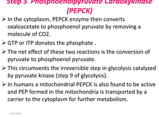 Step 3 Phosphoenolpyruvate Carboxykinase
(PEPCK)
 In the cytoplasm, PEPCK enzyme then converts
oxaloacetate to phosphoenol pyruvate by removing a
molecule of CO2.
 GTP or ITP donates the phosphate .
 The net effect of these two reactions is the conversion of
pyruvate to phosphoenol pyruvate.
 This circumvents the irreversible step in glycolysis catalyzed
by pyruvate kinase (step 9 of glycolysis).
 In humans a mitochondrial PEPCK is also found to be active
and PEP formed in the mitochondria is transported by a
carrier to the cytoplasm for further metabolism.
3/12/2020
 