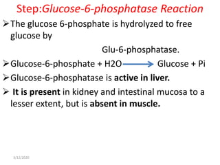 Step:Glucose-6-phosphatase Reaction
The glucose 6-phosphate is hydrolyzed to free
glucose by
Glu-6-phosphatase.
Glucose-6-phosphate + H2O Glucose + Pi
Glucose-6-phosphatase is active in liver.
 It is present in kidney and intestinal mucosa to a
lesser extent, but is absent in muscle.
3/12/2020
 