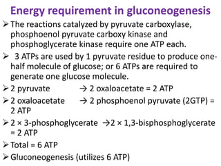 Energy requirement in gluconeogenesis
The reactions catalyzed by pyruvate carboxylase,
phosphoenol pyruvate carboxy kinase and
phosphoglycerate kinase require one ATP each.
 3 ATPs are used by 1 pyruvate residue to produce one-
half molecule of glucose; or 6 ATPs are required to
generate one glucose molecule.
2 pyruvate → 2 oxaloacetate = 2 ATP
2 oxaloacetate → 2 phosphoenol pyruvate (2GTP) =
2 ATP
2 × 3-phosphoglycerate →2 × 1,3-bisphosphoglycerate
= 2 ATP
Total = 6 ATP
Gluconeogenesis (utilizes 6 ATP)3/12/2020
 