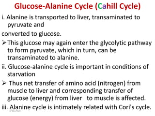 Glucose-Alanine Cycle (Cahill Cycle)
i. Alanine is transported to liver, transaminated to
pyruvate and
converted to glucose.
This glucose may again enter the glycolytic pathway
to form pyruvate, which in turn, can be
transaminated to alanine.
ii. Glucose-alanine cycle is important in conditions of
starvation
 Thus net transfer of amino acid (nitrogen) from
muscle to liver and corresponding transfer of
glucose (energy) from liver to muscle is affected.
iii. Alanine cycle is intimately related with Cori's cycle.3/12/2020
 