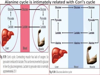 Alanine cycle is intimately related with Cori's cycle
3/12/2020
 