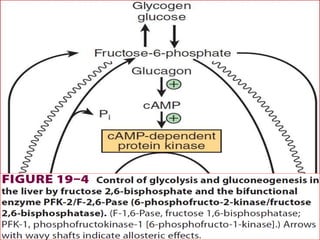 Gluconeogenesis