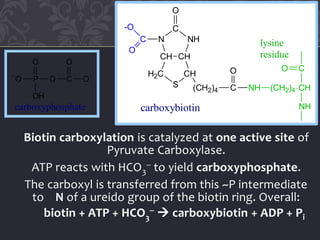 Biotin carboxylation is catalyzed at one active site of
Pyruvate Carboxylase.
ATP reacts with HCO3
 to yield carboxyphosphate.
The carboxyl is transferred from this ~P intermediate
to N of a ureido group of the biotin ring. Overall:
biotin + ATP + HCO3
  carboxybiotin + ADP + Pi

O P O
O
OH
C O
O
carboxyphosphate
CHCH
H2C
S
CH
NH
C
N
O
(CH2)4 C NH (CH2)4 CH
CO
NH
O
C
O
-O
carboxybiotin
lysine
residue
 
