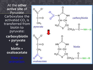 At the other
active site of
Pyruvate
Carboxylase the
activated CO2 is
transferred from
biotin to
pyruvate:
carboxybiotin
+ pyruvate

biotin +
oxaloacetate
View an
animation.
CHCH
H2C
S
CH
NH
C
N
O
(CH2)4 C NH R
O
C
O
-OC
C
CH3
O O
O
C
CH2
C
C
O
O O
O
O
CHCH
H2C
S
CH
NH
C
HN
O
(CH2)4 C NH R
O
carboxybiotin
pyruvate
oxaloacetate
biotin
 