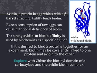 If it is desired to bind 2 proteins together for an
experiment, biotin may be covalently linked to one
protein and avidin to the other.
Explore with Chime the biotinyl domain of a
carboxylase and the avidin-biotin complex.
avidin
with bound biotin
Avidin, a protein in egg whites with a b
barrel structure, tightly binds biotin.
Excess consumption of raw eggs can
cause nutritional deficiency of biotin.
The strong avidin-to-biotin affinity is
used by biochemists as a specific "glue."
 
