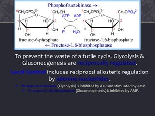 To prevent the waste of a futile cycle, Glycolysis &
Gluconeogenesis are reciprocally regulated.
Local Control includes reciprocal allosteric regulation
by adenine nucleotides.
 Phosphofructokinase (Glycolysis) is inhibited by ATP and stimulated by AMP.
 Fructose-1,6-bisphosphatase (Gluconeogenesis) is inhibited by AMP.
fructose-6-phosphate fructose-1,6-bisphosphate
Phosphofructokinase 
CH2OPO3
2
OH
CH2OH
H
OH H
H HO
O
6
5
4 3
2
1 CH2OPO3
2
OH
CH2OPO3
2
H
OH H
H HO
O
6
5
4 3
2
1
ATP ADP
Pi H2O
 Fructose-1,6-biosphosphatase
 