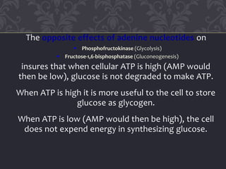 The opposite effects of adenine nucleotides on
 Phosphofructokinase (Glycolysis)
 Fructose-1,6-bisphosphatase (Gluconeogenesis)
insures that when cellular ATP is high (AMP would
then be low), glucose is not degraded to make ATP.
When ATP is high it is more useful to the cell to store
glucose as glycogen.
When ATP is low (AMP would then be high), the cell
does not expend energy in synthesizing glucose.
 