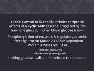 Global Control in liver cells includes reciprocal
effects of a cyclic AMP cascade, triggered by the
hormone glucagon when blood glucose is low.
Phosphorylation of enzymes & regulatory proteins
in liver by Protein Kinase A (cAMP Dependent
Protein Kinase) results in
 inhibition of glycolysis
 stimulation of gluconeogenesis,
making glucose available for release to the blood.
 