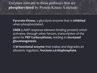  Pyruvate Kinase, a glycolysis enzyme that is inhibited
when phosphorylated.
 CREB (cAMP response element binding protein) which
activates, through other factors, transcription of the
gene for PEP Carboxykinase, leading to increased
gluconeogenesis.
 A bi-functional enzyme that makes and degrades an
allosteric regulator, fructose-2,6-bisphosphate.
Enzymes relevant to these pathways that are
phosphorylated by Protein Kinase A include:
 