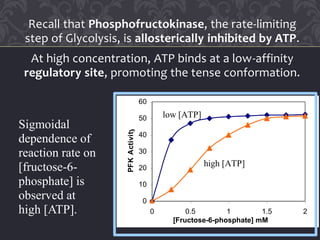 Recall that Phosphofructokinase, the rate-limiting
step of Glycolysis, is allosterically inhibited by ATP.
At high concentration, ATP binds at a low-affinity
regulatory site, promoting the tense conformation.
0
10
20
30
40
50
60
0 0.5 1 1.5 2
[Fructose-6-phosphate] mM
PFKActivity
high [ATP]
low [ATP]
Sigmoidal
dependence of
reaction rate on
[fructose-6-
phosphate] is
observed at
high [ATP].
 