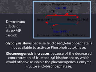 Glycolysis slows because fructose-2,6-bisphosphate is
not available to activate Phosphofructokinase.
Gluconeogenesis increases because of the decreased
concentration of fructose-2,6-bisphosphate, which
would otherwise inhibit the gluconeogenesis enzyme
Fructose-1,6-bisphosphatase.
(active as Phosphofructokinase-2)
Enz-OH
ATP ADP
fructose-6-P fructose-2,6-bisP
Pi
Enz-O-PO3
2
(active as Fructose-Bisphosphatase-2)
Downstream
effects of
the cAMP
cascade:
 