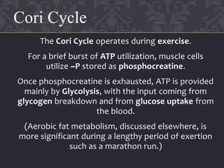 The Cori Cycle operates during exercise.
For a brief burst of ATP utilization, muscle cells
utilize ~P stored as phosphocreatine.
Once phosphocreatine is exhausted, ATP is provided
mainly by Glycolysis, with the input coming from
glycogen breakdown and from glucose uptake from
the blood.
(Aerobic fat metabolism, discussed elsewhere, is
more significant during a lengthy period of exertion
such as a marathon run.)
Cori Cycle
 