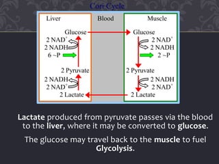 Lactate produced from pyruvate passes via the blood
to the liver, where it may be converted to glucose.
The glucose may travel back to the muscle to fuel
Glycolysis.
Cori Cycle
Liver Blood Muscle
Glucose Glucose
2 NAD+
2 NAD+
2 NADH 2 NADH
6 ~P 2 ~P
2 Pyruvate 2 Pyruvate
2 NADH 2 NADH
2 NAD+
2 NAD+
2 Lactate 2 Lactate
 