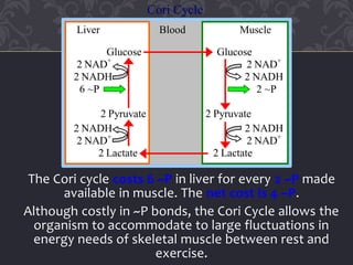 The Cori cycle costs 6 ~P in liver for every 2 ~P made
available in muscle. The net cost is 4 ~P.
Although costly in ~P bonds, the Cori Cycle allows the
organism to accommodate to large fluctuations in
energy needs of skeletal muscle between rest and
exercise.
Cori Cycle
Liver Blood Muscle
Glucose Glucose
2 NAD+
2 NAD+
2 NADH 2 NADH
6 ~P 2 ~P
2 Pyruvate 2 Pyruvate
2 NADH 2 NADH
2 NAD+
2 NAD+
2 Lactate 2 Lactate
 