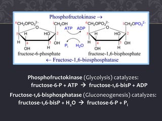 Phosphofructokinase (Glycolysis) catalyzes:
fructose-6-P + ATP  fructose-1,6-bisP + ADP
Fructose-1,6-bisphosphatase (Gluconeogenesis) catalyzes:
fructose-1,6-bisP + H2O  fructose-6-P + Pi
fructose-6-phosphate fructose-1,6-bisphosphate
Phosphofructokinase 
CH2OPO3
2
OH
CH2OH
H
OH H
H HO
O
6
5
4 3
2
1 CH2OPO3
2
OH
CH2OPO3
2
H
OH H
H HO
O
6
5
4 3
2
1
ATP ADP
Pi H2O
 Fructose-1,6-biosphosphatase
 