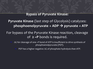 Bypass of Pyruvate Kinase:
Pyruvate Kinase (last step of Glycolysis) catalyzes:
phosphoenolpyruvate + ADP  pyruvate + ATP
For bypass of the Pyruvate Kinase reaction, cleavage
of 2 ~P bonds is required.
 DG for cleavage of one ~P bond of ATP is insufficient to drive synthesis of
phosphoenolpyruvate (PEP).
 PEP has a higher negative DG of phosphate hydrolysis than ATP.
 