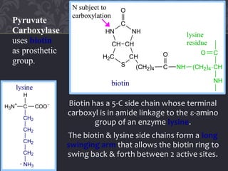 Biotin has a 5-C side chain whose terminal
carboxyl is in amide linkage to the e-amino
group of an enzyme lysine.
The biotin & lysine side chains form a long
swinging arm that allows the biotin ring to
swing back & forth between 2 active sites.
Pyruvate
Carboxylase
uses biotin
as prosthetic
group.
CHCH
H2C
S
CH
NH
C
HN
O
(CH2)4 C NH (CH2)4 CH
CO
NH
O
biotin
N subject to
carboxylation
lysine
residue
H3N+
C COO
CH2
CH2
CH2
CH2
NH3
H

lysine
 