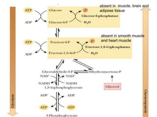 .
absent in muscle, brain and
adipose tissue
absent in smooth muscle
and heart muscle
 