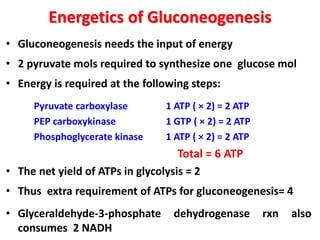 Energetics of Gluconeogenesis
• Gluconeogenesis needs the input of energy
• 2 pyruvate mols required to synthesize one glucose mol
• Energy is required at the following steps:
Pyruvate carboxylase 1 ATP ( × 2) = 2 ATP
PEP carboxykinase 1 GTP ( × 2) = 2 ATP
Phosphoglycerate kinase 1 ATP ( × 2) = 2 ATP
Total = 6 ATP
• The net yield of ATPs in glycolysis = 2
• Thus extra requirement of ATPs for gluconeogenesis= 4
• Glyceraldehyde-3-phosphate dehydrogenase rxn also
consumes 2 NADH
 