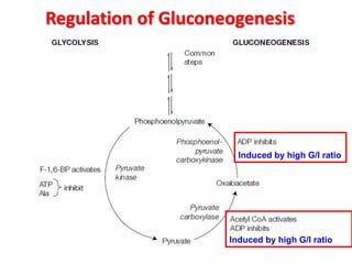 Regulation of Gluconeogenesis
Induced by high G/I ratio
Induced by high G/I ratio
 