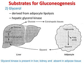Substrates for Gluconeogenesis
2) Glycerol
– derived from adipocyte lipolysis
– hepatic glycerol kinase
Glycerol kinase is present in liver, kidney and absent in adipose tissue
 