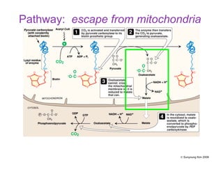 Pathway: escape from mitochondria
© Sunyoung Kim 2008
 