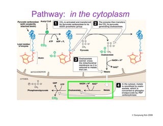 Pathway: in the cytoplasm
© Sunyoung Kim 2008
 