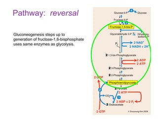 Pathway: reversal
Gluconeogenesis steps up to
generation of fructose-1,6-bisphosphate
uses same enzymes as glycolysis.
Phosphoenolpyruvate
Fructose-1,6-bis-P
© Sunyoung Kim 2008
 
