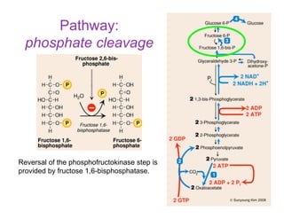 Pathway:
phosphate cleavage
Reversal of the phosphofructokinase step is
provided by fructose 1,6-bisphosphatase.
© Sunyoung Kim 2008
 