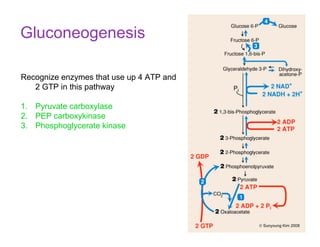 Recognize enzymes that use up 4 ATP and
2 GTP in this pathway
1. Pyruvate carboxylase
2. PEP carboxykinase
3. Phosphoglycerate kinase
Gluconeogenesis
© Sunyoung Kim 2008
 
