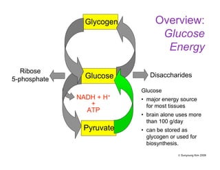 Overview:
Glucose
Energy
Ribose
5-phosphate Glucose
Pyruvate
NADH + H+
+
ATP
Glycogen
Disaccharides
Glucose
• major energy source
for most tissues
• brain alone uses more
than 100 g/day
• can be stored as
glycogen or used for
biosynthesis.
© Sunyoung Kim 2008
 