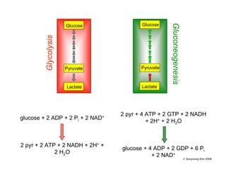 Gluconeogenesis
Glycolysis
2 pyr + 4 ATP + 2 GTP + 2 NADH
+ 2H+ + 2 H2O
glucose + 4 ADP + 2 GDP + 6 Pi
+ 2 NAD+
glucose + 2 ADP + 2 Pi + 2 NAD+
2 pyr + 2 ATP + 2 NADH + 2H+ +
2 H2O
Glucose
Pyruvate
Lactate
Glucose
Pyruvate
Lactate
Lactate
© Sunyoung Kim 2008
 