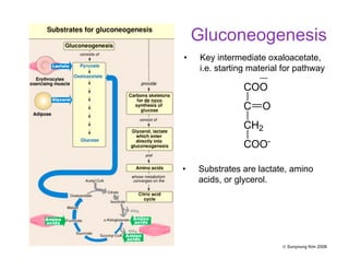 • Key intermediate oxaloacetate,
i.e. starting material for pathway
COO
C O
CH2
COO-
• Substrates are lactate, amino
acids, or glycerol.
Gluconeogenesis
© Sunyoung Kim 2008
 
