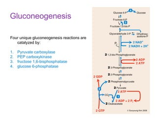 Four unique gluconeogenesis reactions are
catalyzed by:
1. Pyruvate carboxylase
2. PEP carboxykinase
3. fructose 1,6-bisphosphatase
4. glucose 6-phosphatase
Gluconeogenesis
© Sunyoung Kim 2008
 