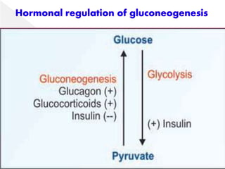 Gluconeogenesis.pdf