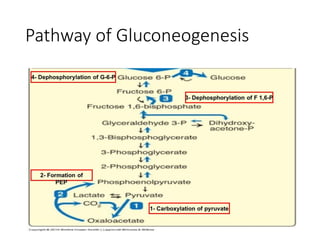 Pathway of Gluconeogenesis
 