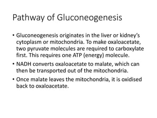 Pathway of Gluconeogenesis
• Gluconeogenesis originates in the liver or kidney’s
cytoplasm or mitochondria. To make oxaloacetate,
two pyruvate molecules are required to carboxylate
first. This requires one ATP (energy) molecule.
• NADH converts oxaloacetate to malate, which can
then be transported out of the mitochondria.
• Once malate leaves the mitochondria, it is oxidised
back to oxaloacetate.
 
