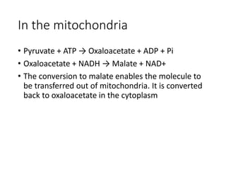 In the mitochondria
• Pyruvate + ATP → Oxaloacetate + ADP + Pi
• Oxaloacetate + NADH → Malate + NAD+
• The conversion to malate enables the molecule to
be transferred out of mitochondria. It is converted
back to oxaloacetate in the cytoplasm
 