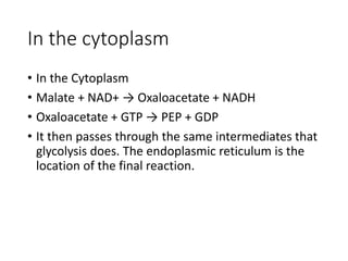 In the cytoplasm
• In the Cytoplasm
• Malate + NAD+ → Oxaloacetate + NADH
• Oxaloacetate + GTP → PEP + GDP
• It then passes through the same intermediates that
glycolysis does. The endoplasmic reticulum is the
location of the final reaction.
 