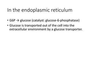 In the endoplasmic reticulum
• G6P → glucose (catalyst: glucose-6-phosphatase)
• Glucose is transported out of the cell into the
extracellular environment by a glucose transporter.
 