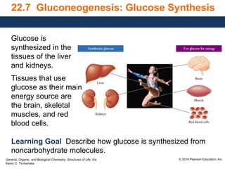 General, Organic, and Biological Chemistry: Structures of Life, 5/e
Karen C. Timberlake
© 2016 Pearson Education, Inc.
22.7 Gluconeogenesis: Glucose Synthesis
Learning Goal Describe how glucose is synthesized from
noncarbohydrate molecules.
Glucose is
synthesized in the
tissues of the liver
and kidneys.
Tissues that use
glucose as their main
energy source are
the brain, skeletal
muscles, and red
blood cells.
 