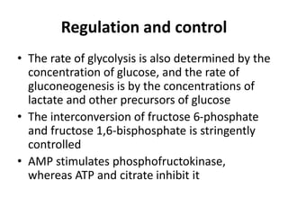 Regulation and control
• The rate of glycolysis is also determined by the
concentration of glucose, and the rate of
gluconeogenesis is by the concentrations of
lactate and other precursors of glucose
• The interconversion of fructose 6-phosphate
and fructose 1,6-bisphosphate is stringently
controlled
• AMP stimulates phosphofructokinase,
whereas ATP and citrate inhibit it
 